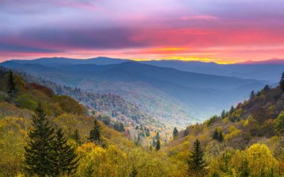 Tennessee Virtual Lifestyle Manager